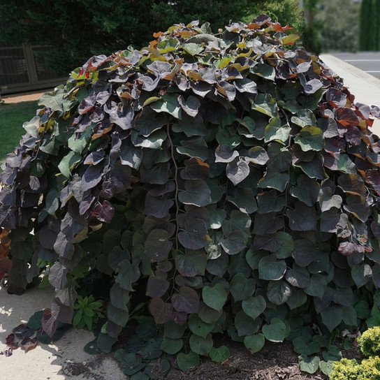 Ruby Falls Redbud Tree Close-Up