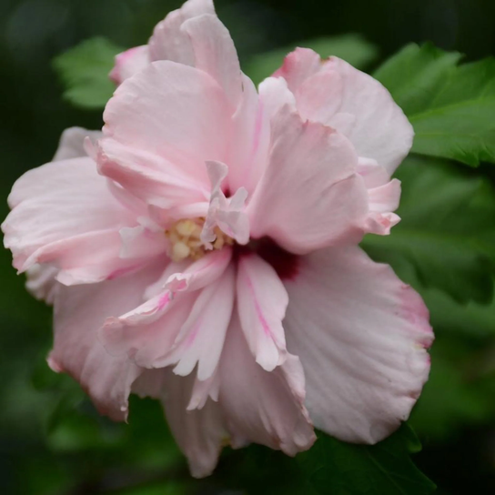 Double Pink Rose of Sharon Tree Close-Up