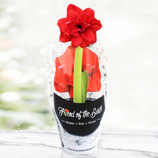 Pre-Potted Bingo Amaryllis