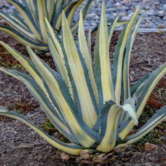 healthy Agave Americana ‘Mediopicta Alba’