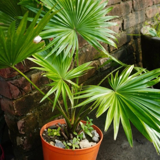 healthy Chinese Fan Palm in pot