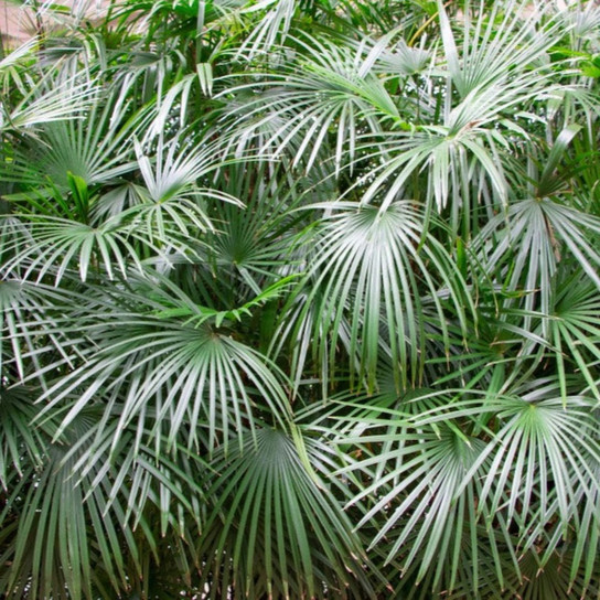 Needle Palm Tree leaves