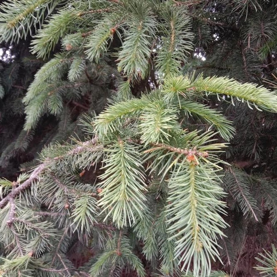 Bush's Lace Spruce Tree leaves