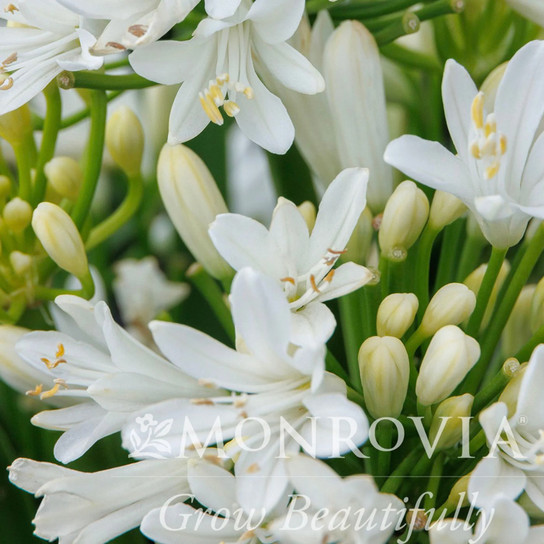 Bridal Veil® Agapanthus Close-Up