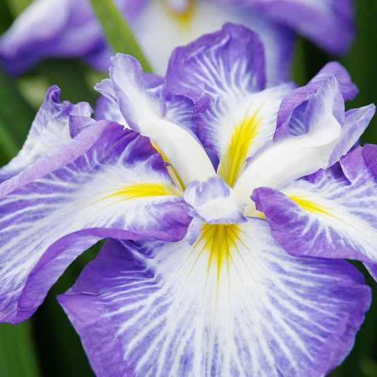 Cascade Spice Japanese Iris Close-Up