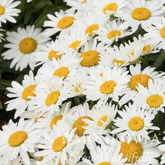 Shortstop™ Shasta Daisy Blooms