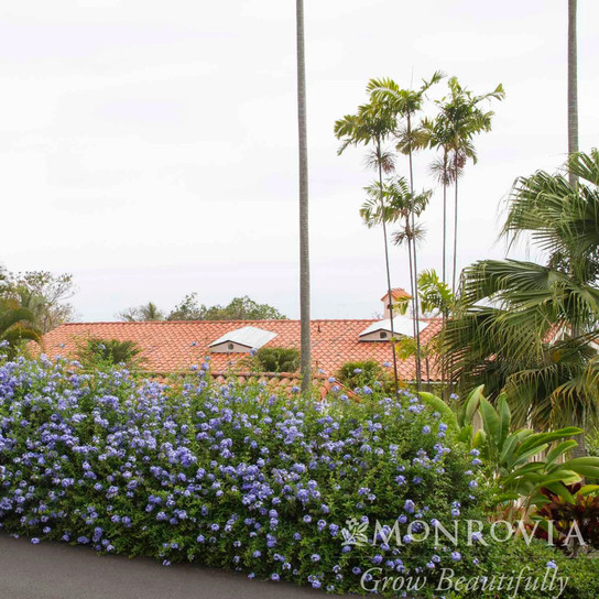 Royal Cape® Plumbago In The Garden