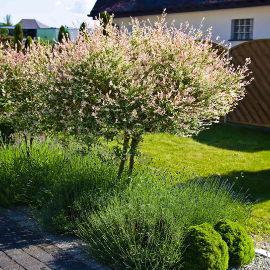Tri-Color Dappled Willow Tree Blooms