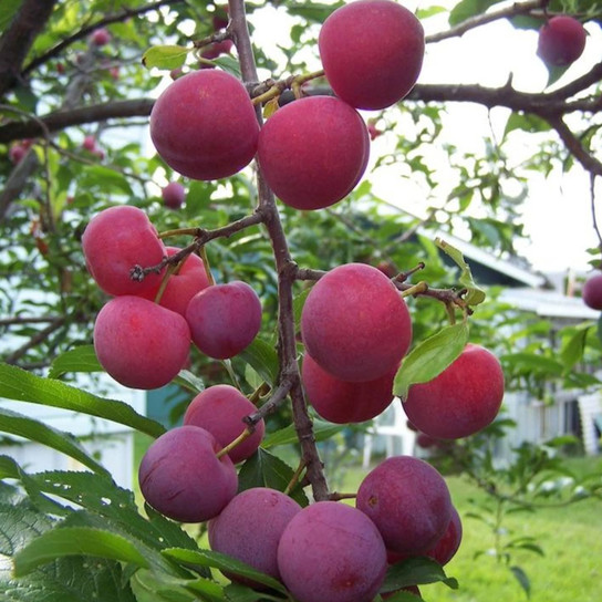 Bubblegum Toka Plum Tree
