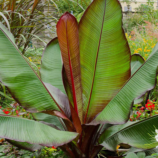 Ensete Banana Close-Up