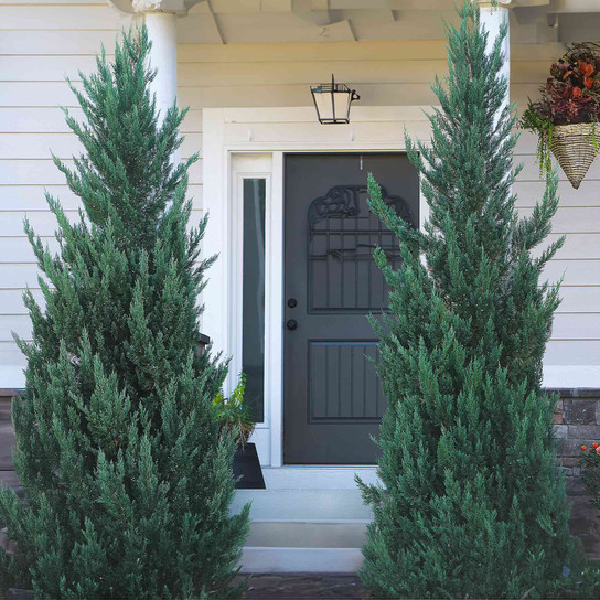 Moonglow Juniper Tree in the front door