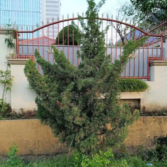 Hollywood Juniper Tree in frontyard