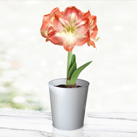 Minerva Amaryllis Kit silver pot