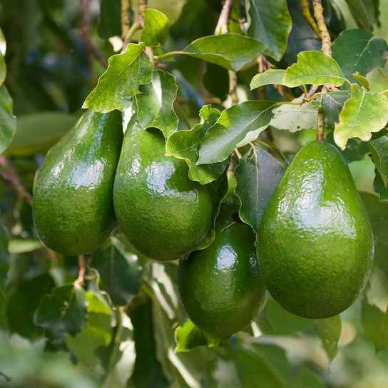 Cold Hardy Avocado fruit Tree