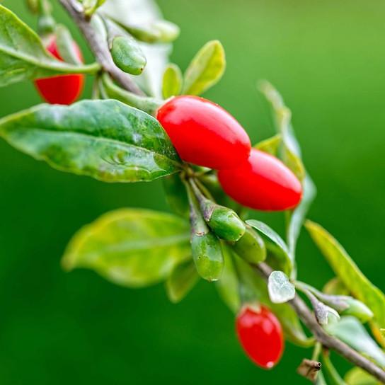 Goji Berry fruit