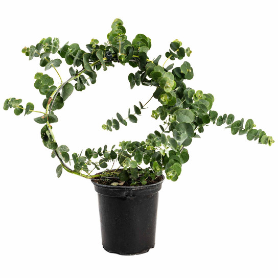 Eucalyptus Wreath in planter