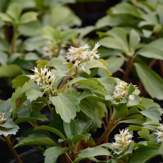 Allegheny Spurge flower close up