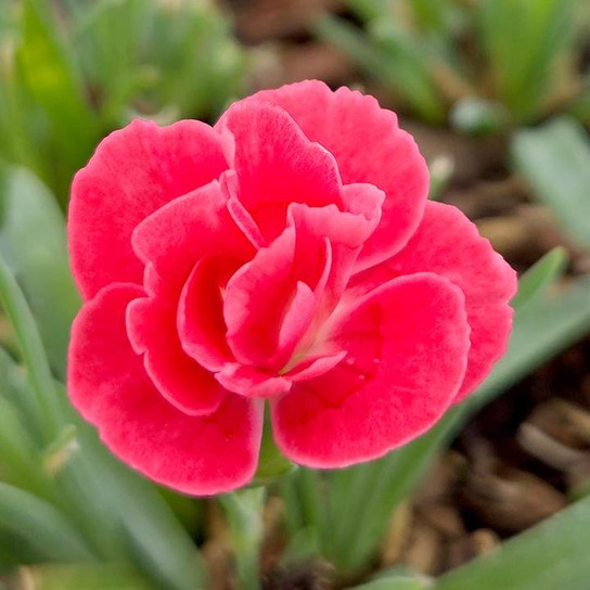 Everlast™ Peach Pinks Dianthus flower close up