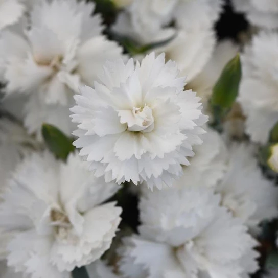 Dianthus x EverLast™ - White