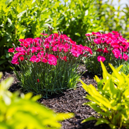Glamour Time™ Dianthus Plants Blooming In The Sunlight