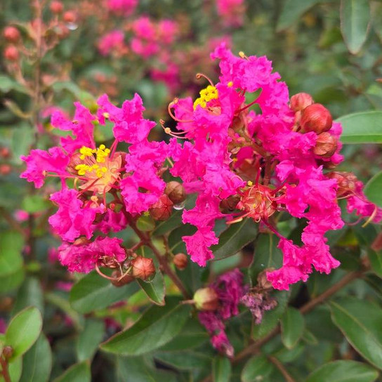 Cherry Delight Crape Myrtle flower close up
