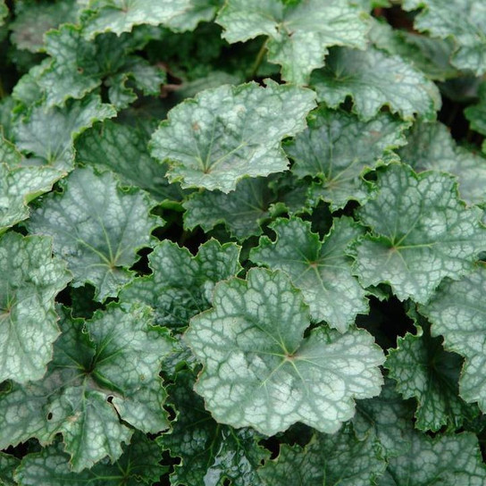 Longflower Alumroot variegated foliage