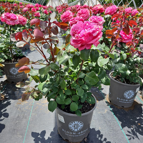 ROSA LOVES ME LOVES ME NOT Flowering in the Nursery June 5th
