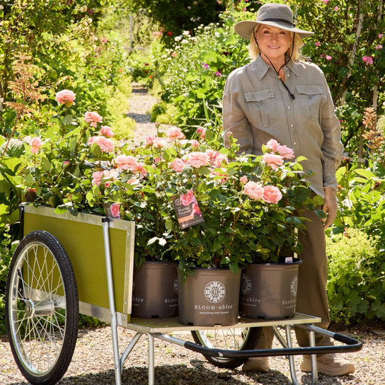 Martha Stewart™ Tea Rose In Gardening Cart With Martha Herself