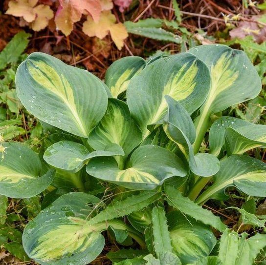 Mouseketeer Hosta in garden