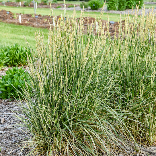 Perfect Edging Tall Fescue Grass in landscape