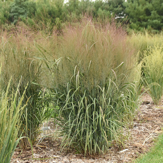 Prairie Winds® October Sky Switch Grass in landscape