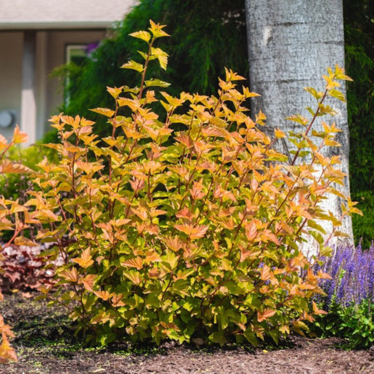 Mature Savannah Sunset™ Ninebark Shrub In The Sunlight