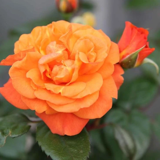 Showpiece™ Orange Fragrant Shrub Rose flower petal close up