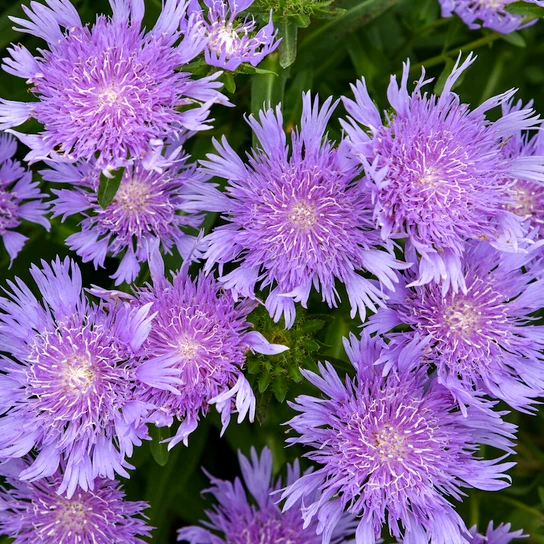 Totally Stoked™ Riptide Stoke's Aster purple flower close up