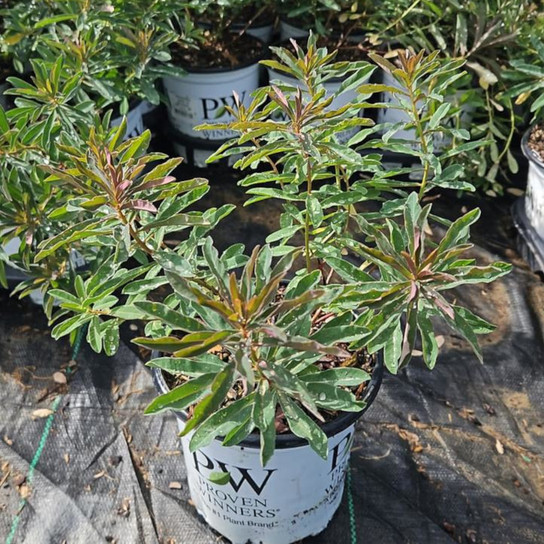 EUPHORBIA `URGE TO SPLURGE`