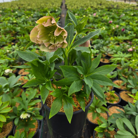 HELLEBORUS WEDDING PARTY® `MIXED`