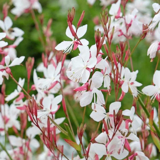 Whirling Butterflies Gaura blooming