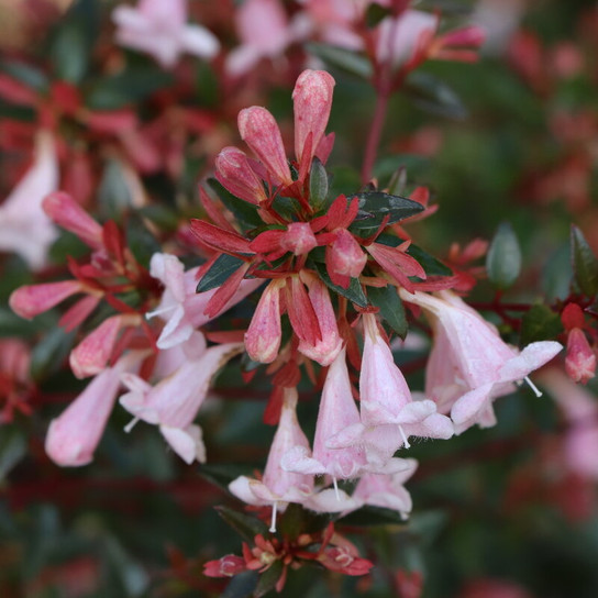 Pink Piñata™ Abelia flower close up