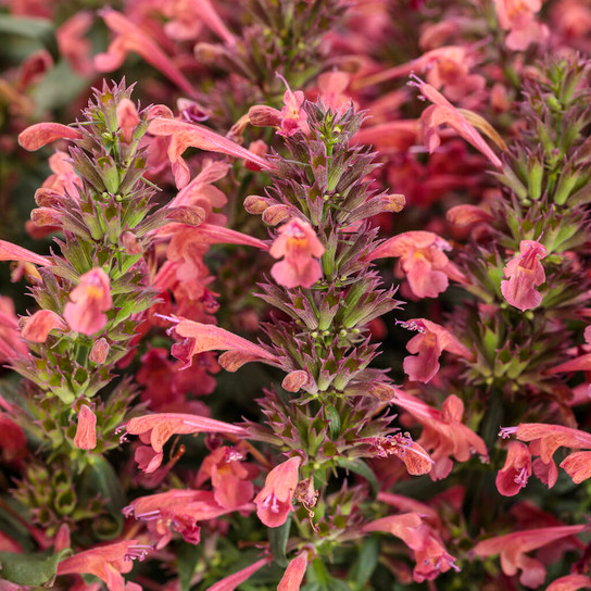 Maestro® Coral Hummingbird Mint flower close up