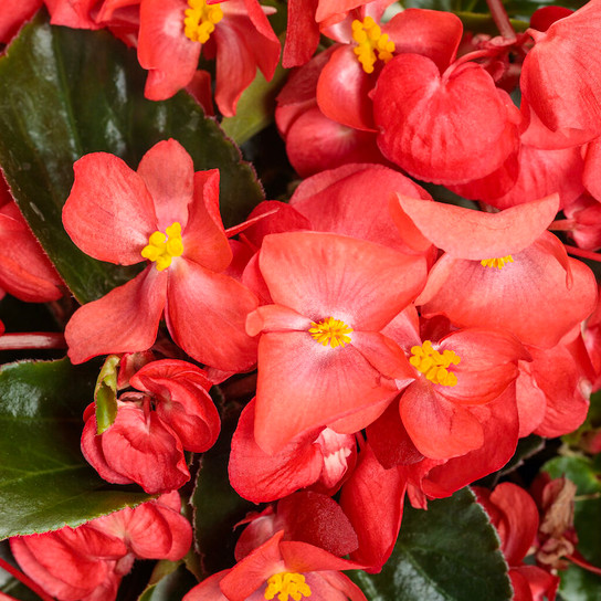 Surefire Cascade™ Red Begonia flower close up