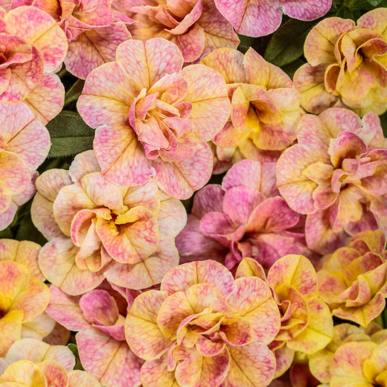 Superbells Magic® Double Grapefruit Calibrachoa