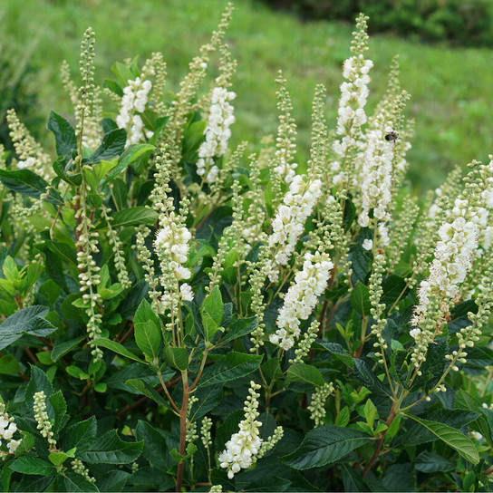 Ripple Effect™ Summersweet flowering