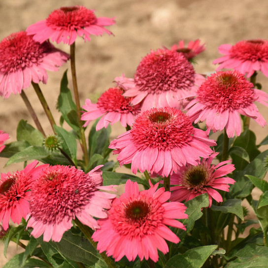 Double Coded® Coral Cranberry Coneflower