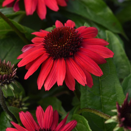 Sombrero Poco™ Red Coneflower flower head focus