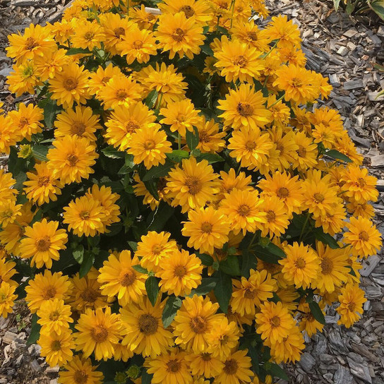 Athena Gold™ False Sunflower covered in bloom