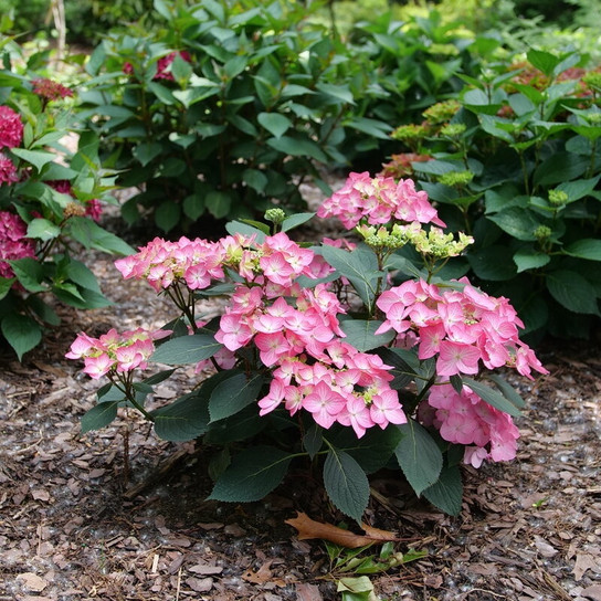 Lets Dance® Hot Stepper Hydrangea flowering in the garden