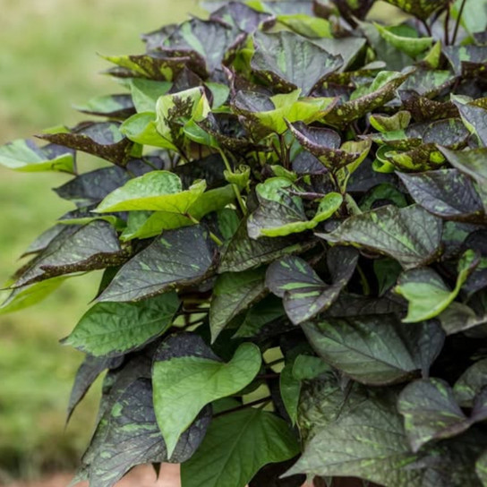 Sweet Caroline Sweetheart Shadowstorm™ Sweet Potato Vine Variegated Foliage
