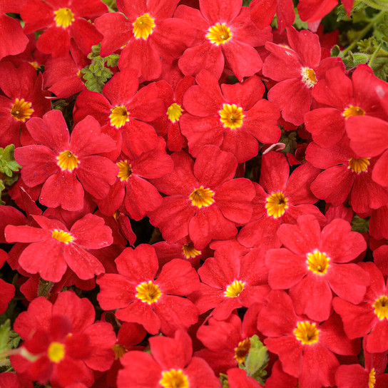 Safari® Lava Flow South African Phlox full of blooms