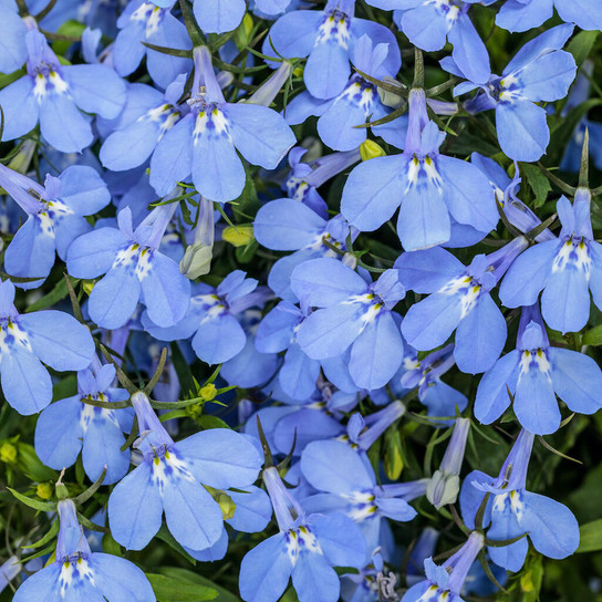 Laguna® Royale Azure Lobelia covered in blooms