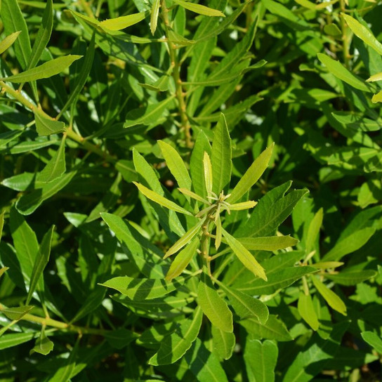 Bayside Bonito® Southern Wax Myrtle foliage close up